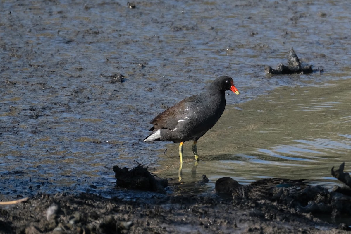 Common Gallinule - ML324050771