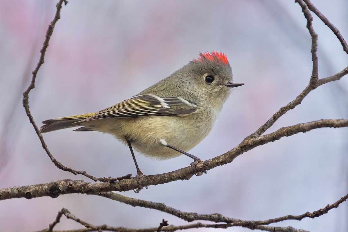 Ruby-crowned Kinglet - ML324052241