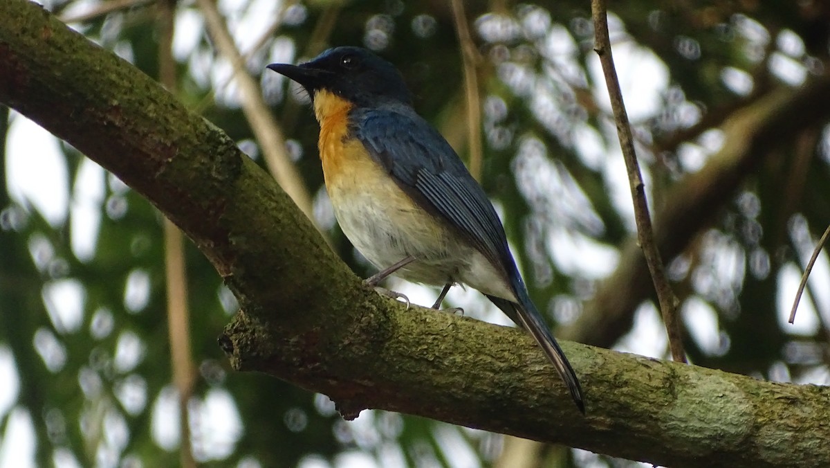Gobemouche des mangroves - ML324054421