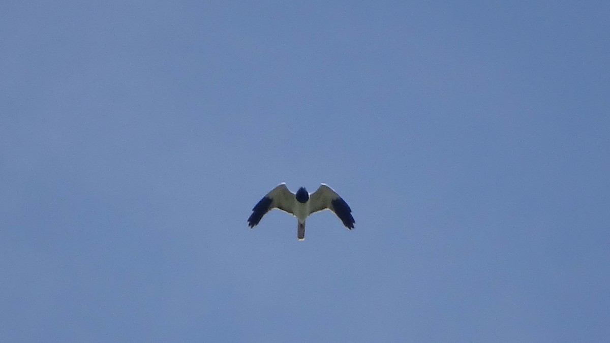 Busard tchoug - ML324054491