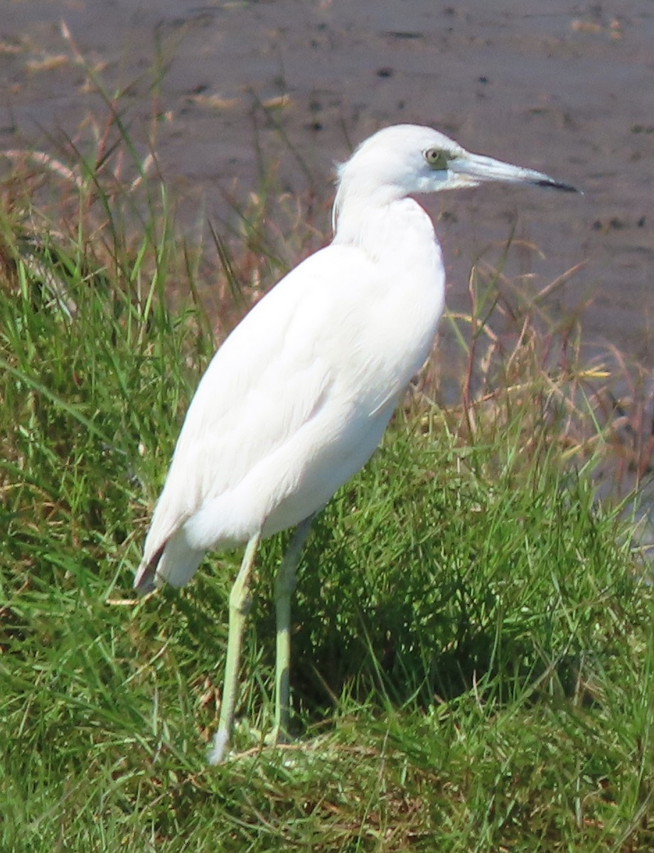 Little Blue Heron - ML324055131
