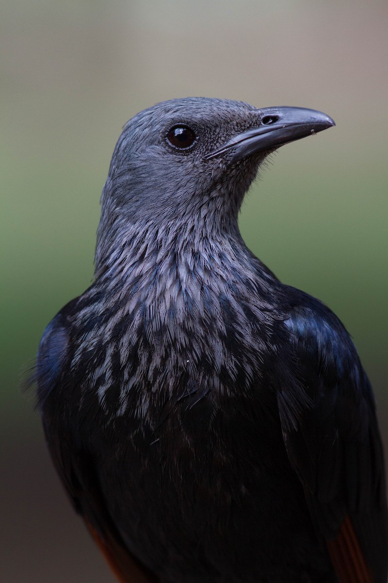 Red-winged Starling - Justyn Stahl