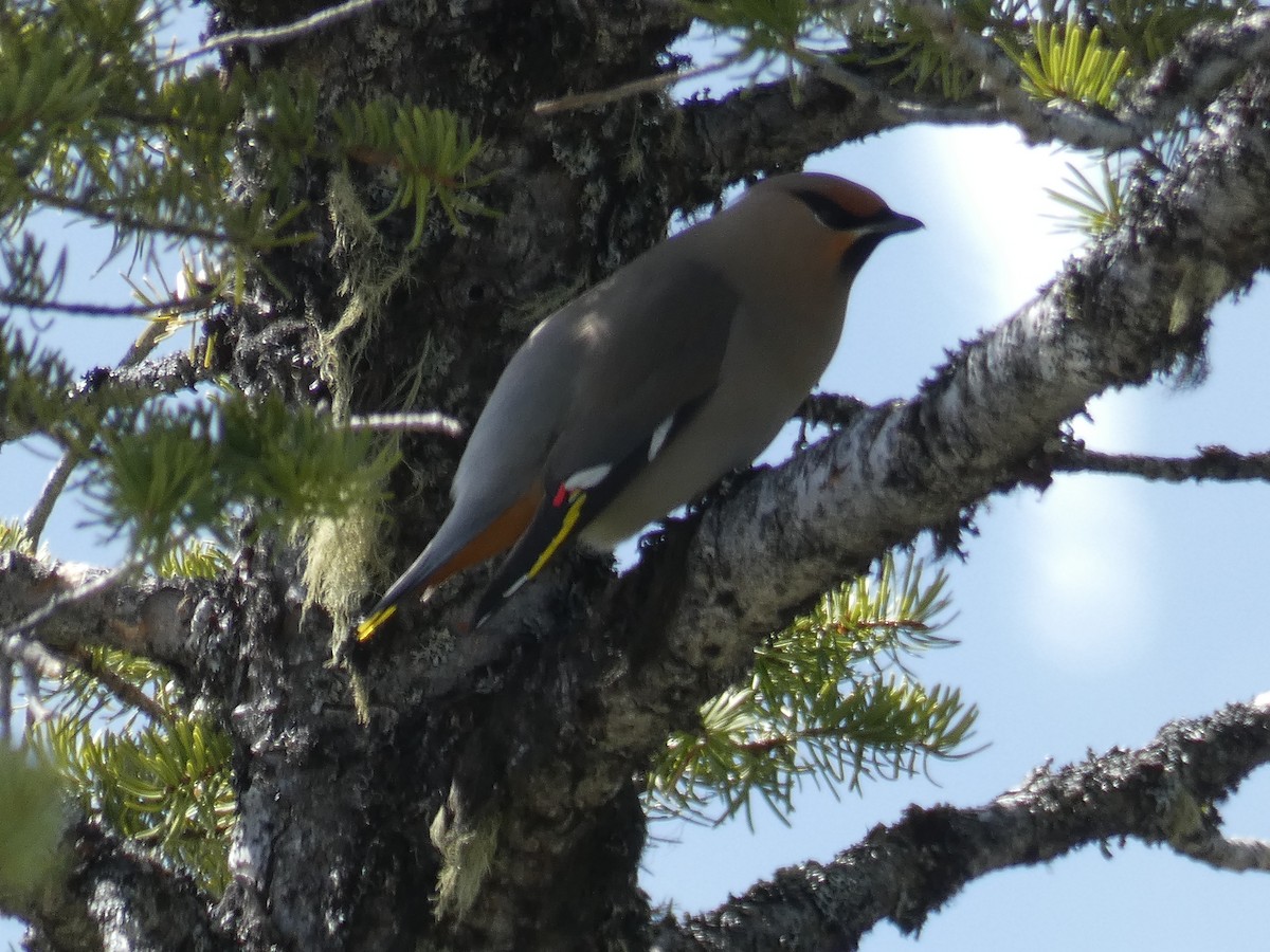 Bohemian Waxwing - ML324055281