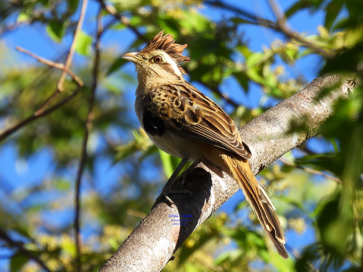 Striped Cuckoo - ML324057751