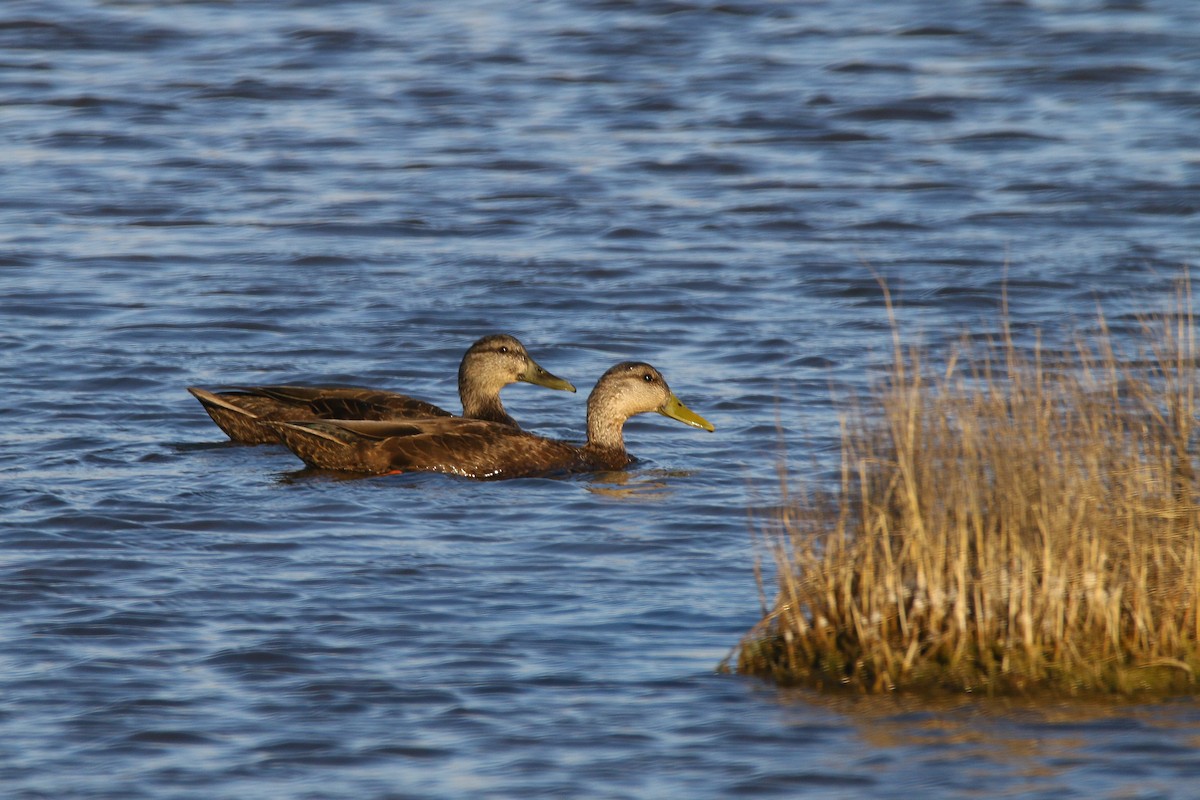 American Black Duck - ML324058341