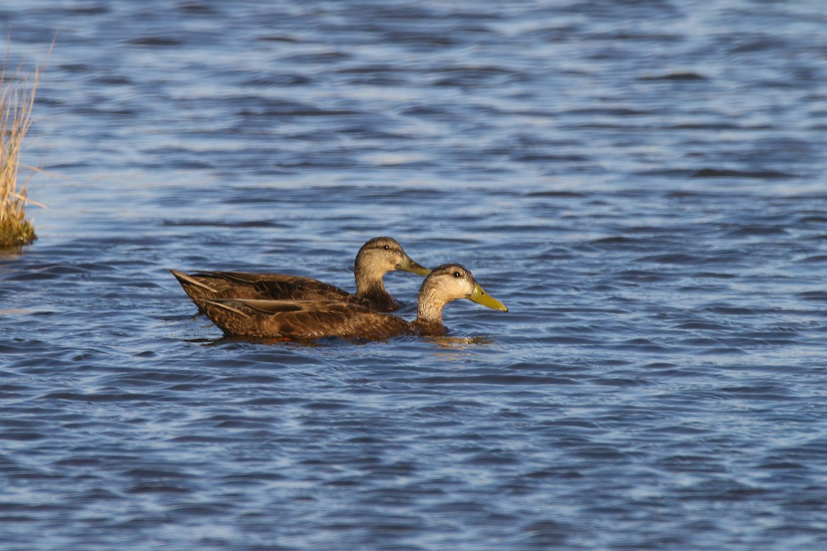 American Black Duck - ML324058371