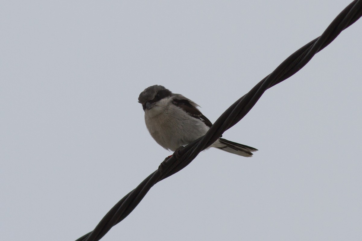 Loggerhead Shrike - ML32405841