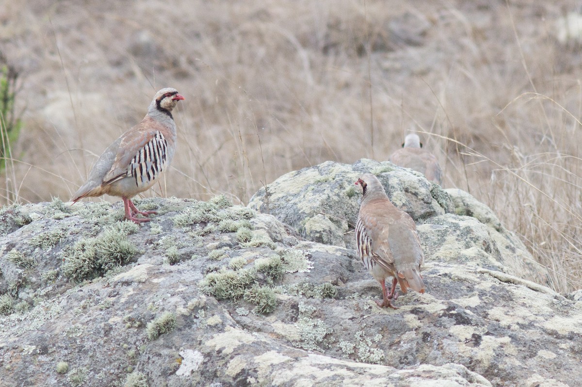 Chukar - Justyn Stahl