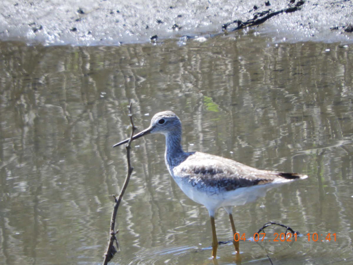 Greater Yellowlegs - ML324058981