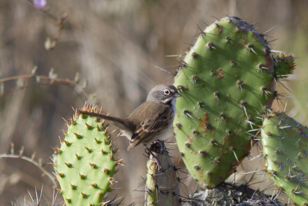 Bell's Sparrow (clementeae) - Justyn Stahl