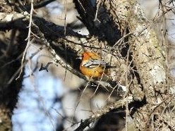 Streak-backed Oriole - ML324061591