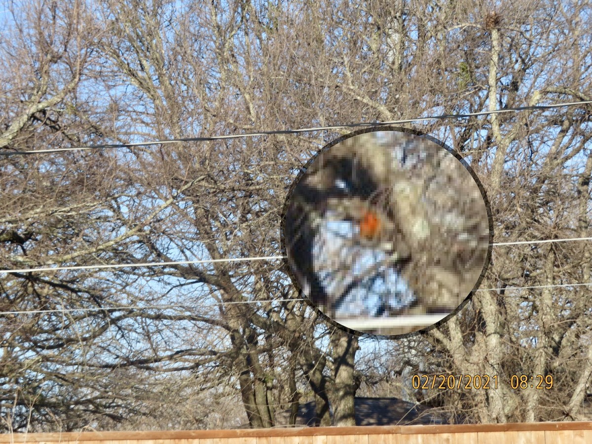 Streak-backed Oriole - ML324061621