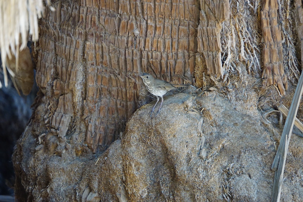 Hermit Thrush - ML324061731