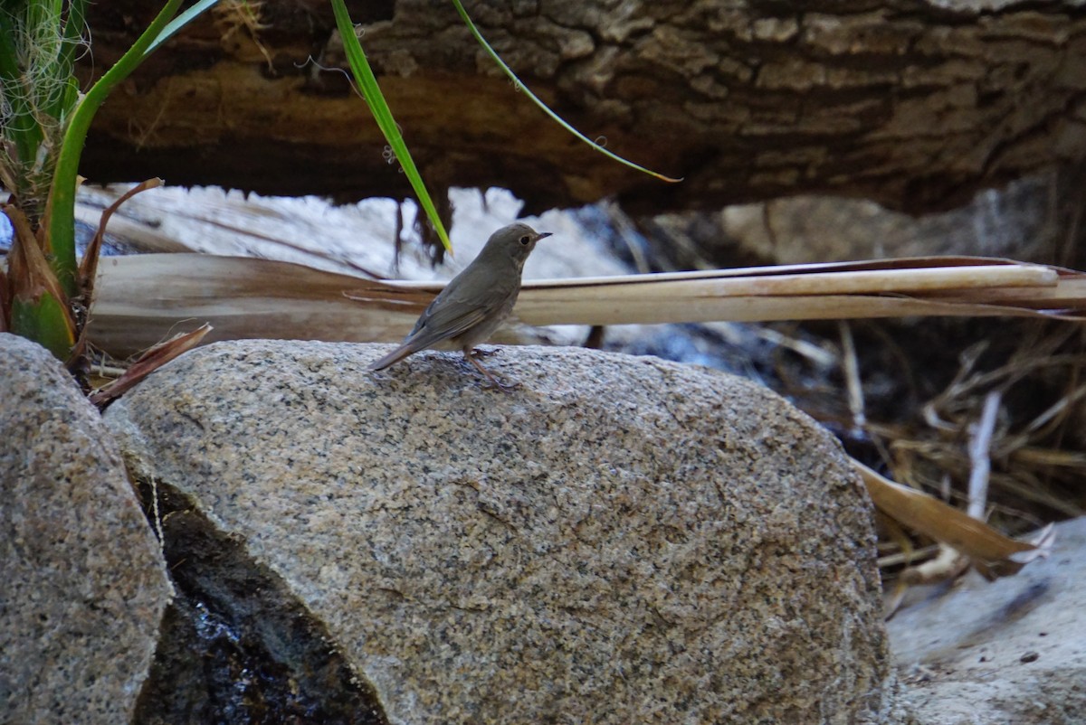 Hermit Thrush - Bill Frost