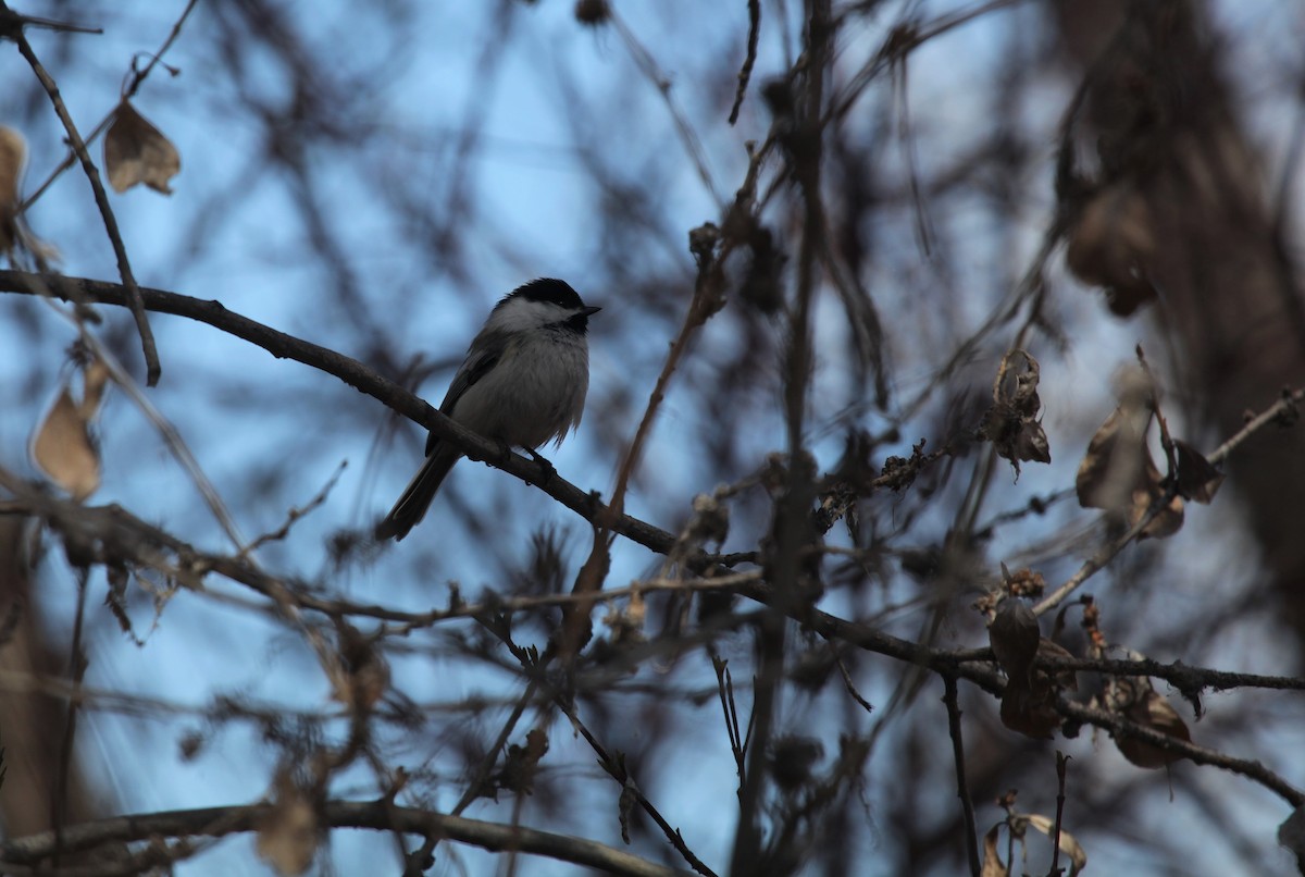 Mésange à tête noire - ML324062471