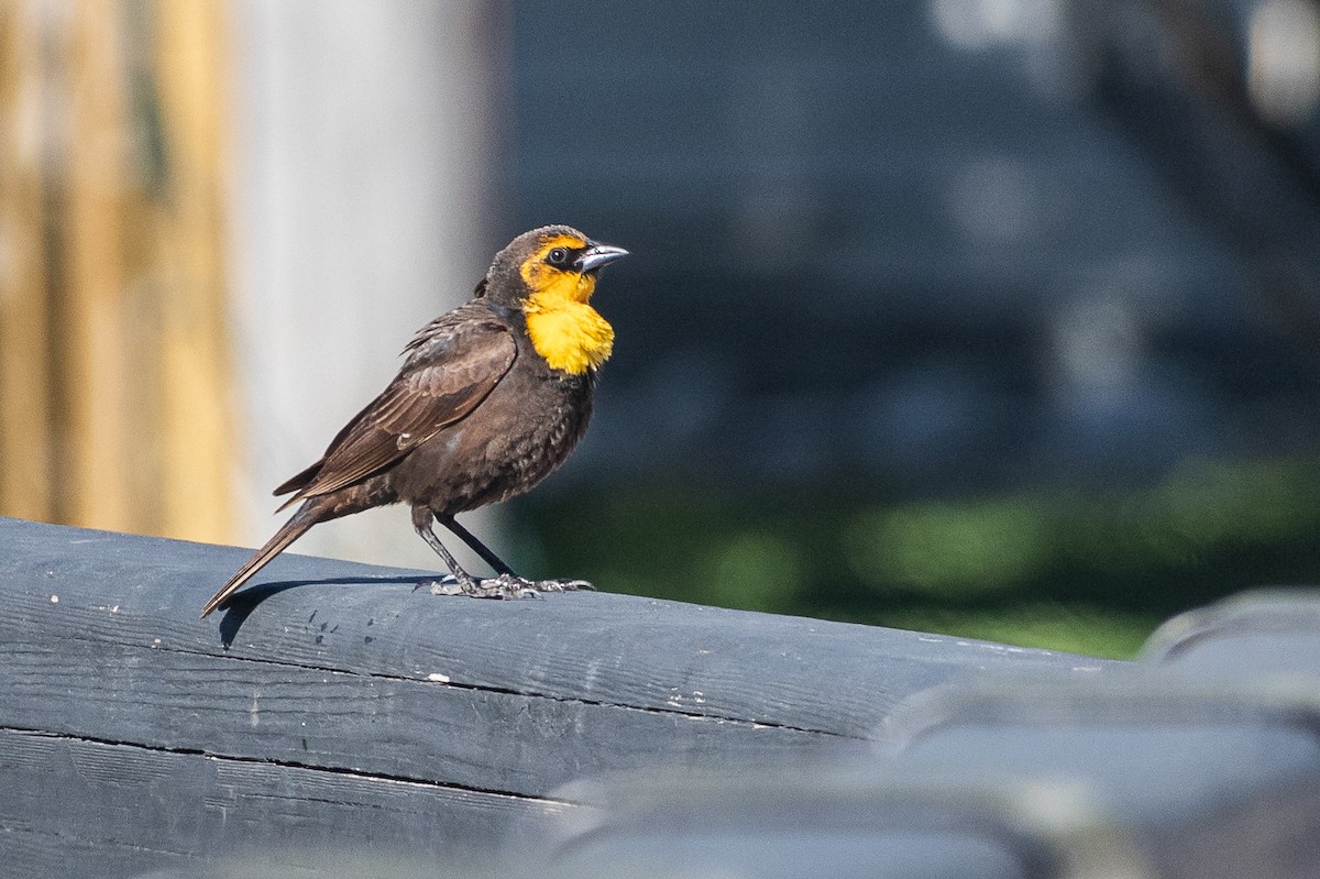 Yellow-headed Blackbird - Ethan Denton