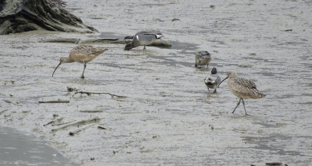 Long-billed Curlew - ML324062761