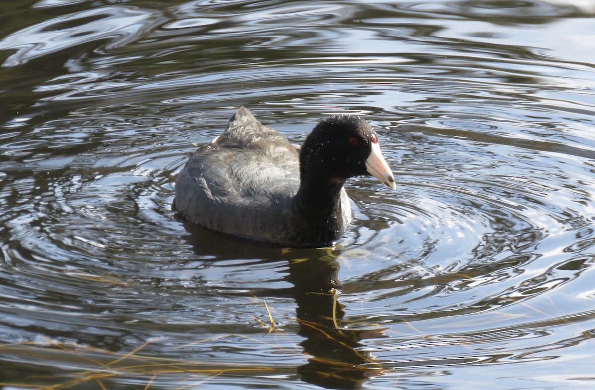 American Coot - ML324062861