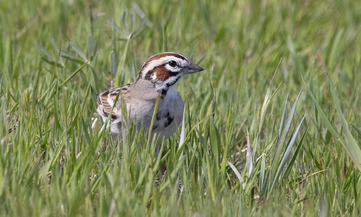 Lark Sparrow - ML324064041