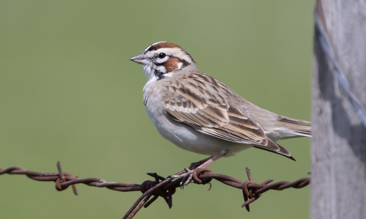 Lark Sparrow - ML324064111