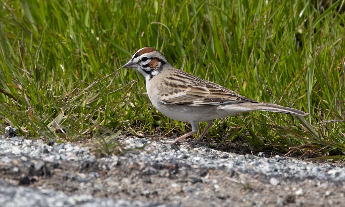Lark Sparrow - ML324064131
