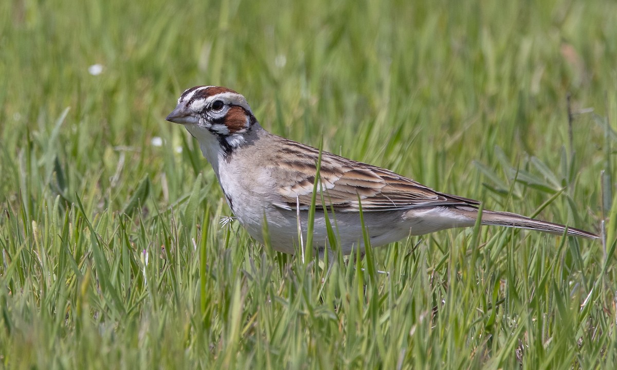 Lark Sparrow - ML324064171