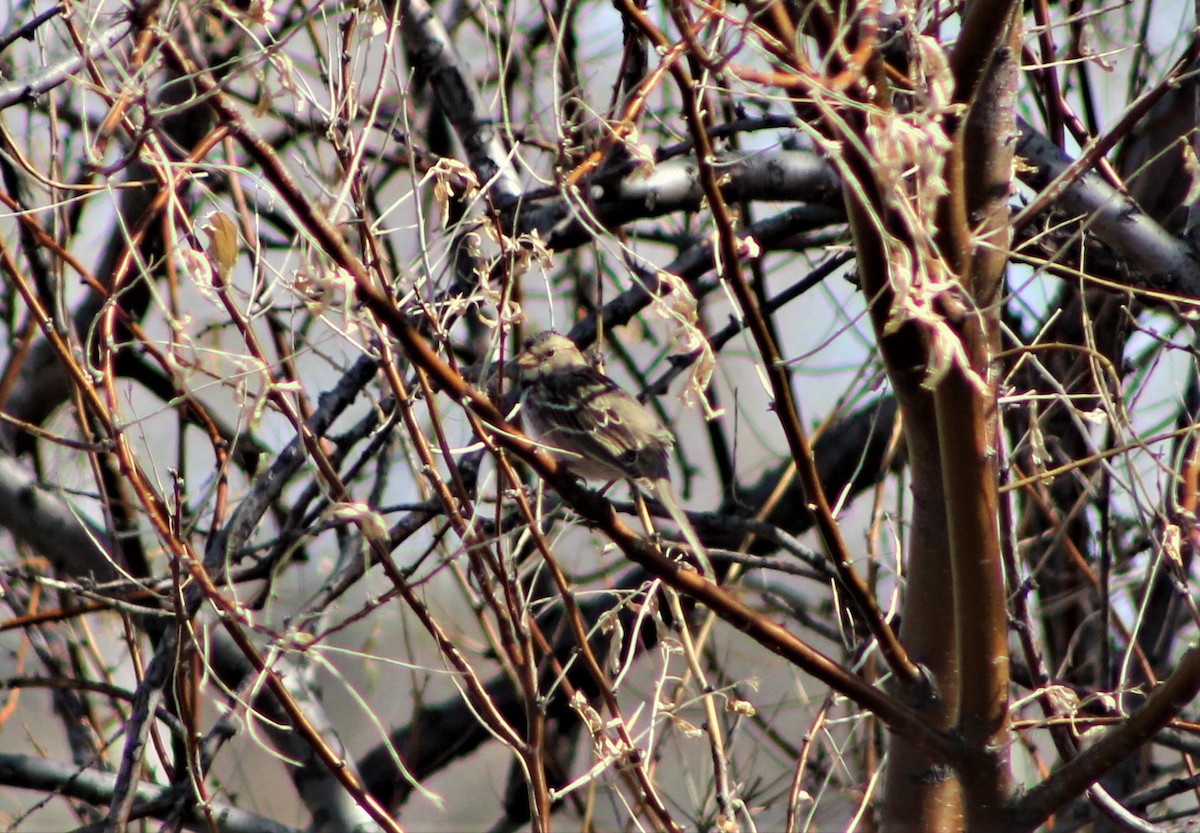 Harris's Sparrow - ML324064351