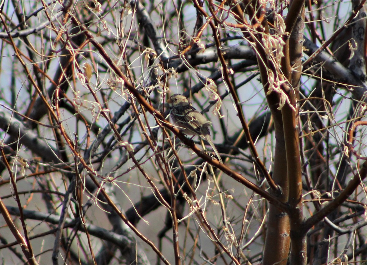 Harris's Sparrow - ML324064361