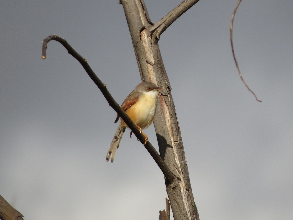 Red-winged Prinia - ML32406551