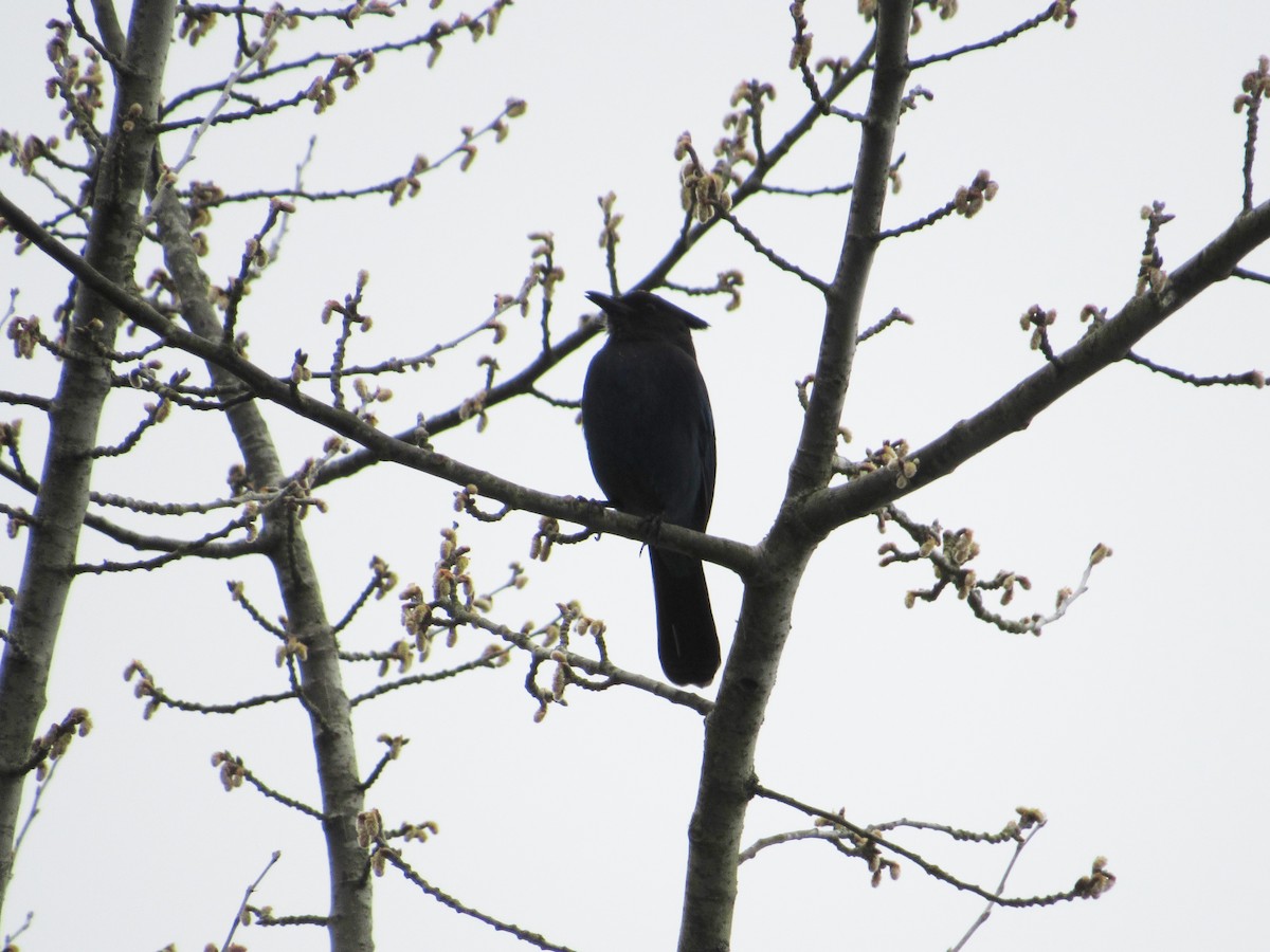 Steller's Jay - David Poortinga