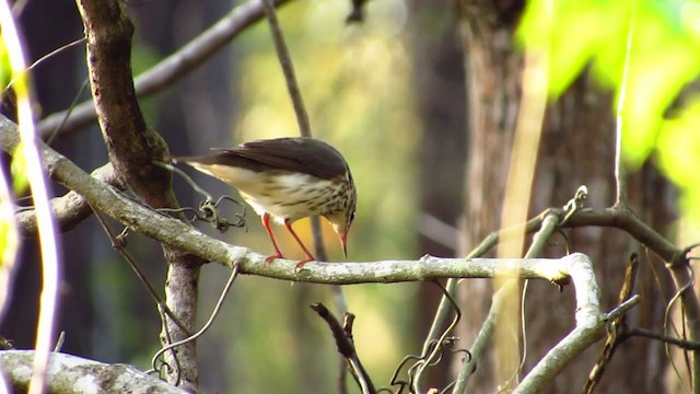 Louisiana Waterthrush - ML324067231