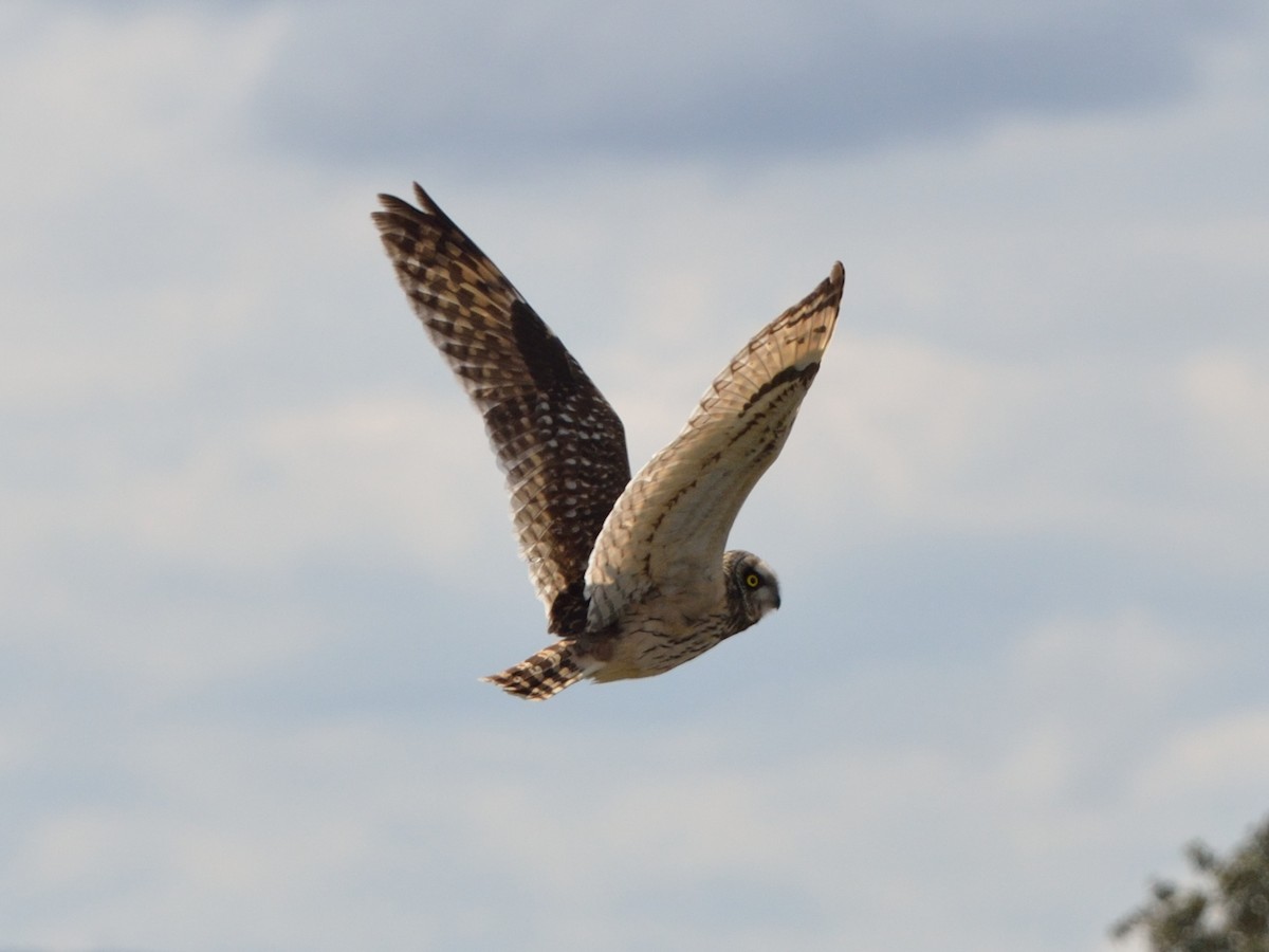 Short-eared Owl - ML32406811