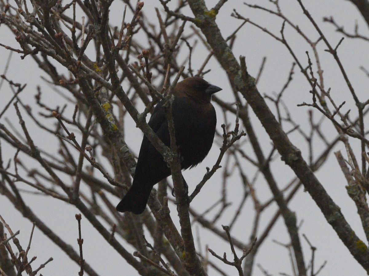 Brown-headed Cowbird - ML324069661