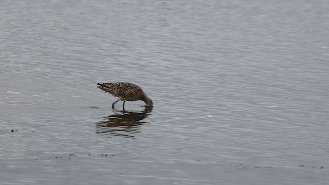 Marbled Godwit - ML324070381