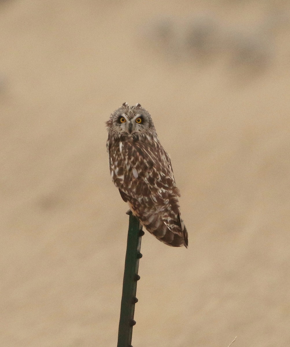 Short-eared Owl - Mark  Ludwick