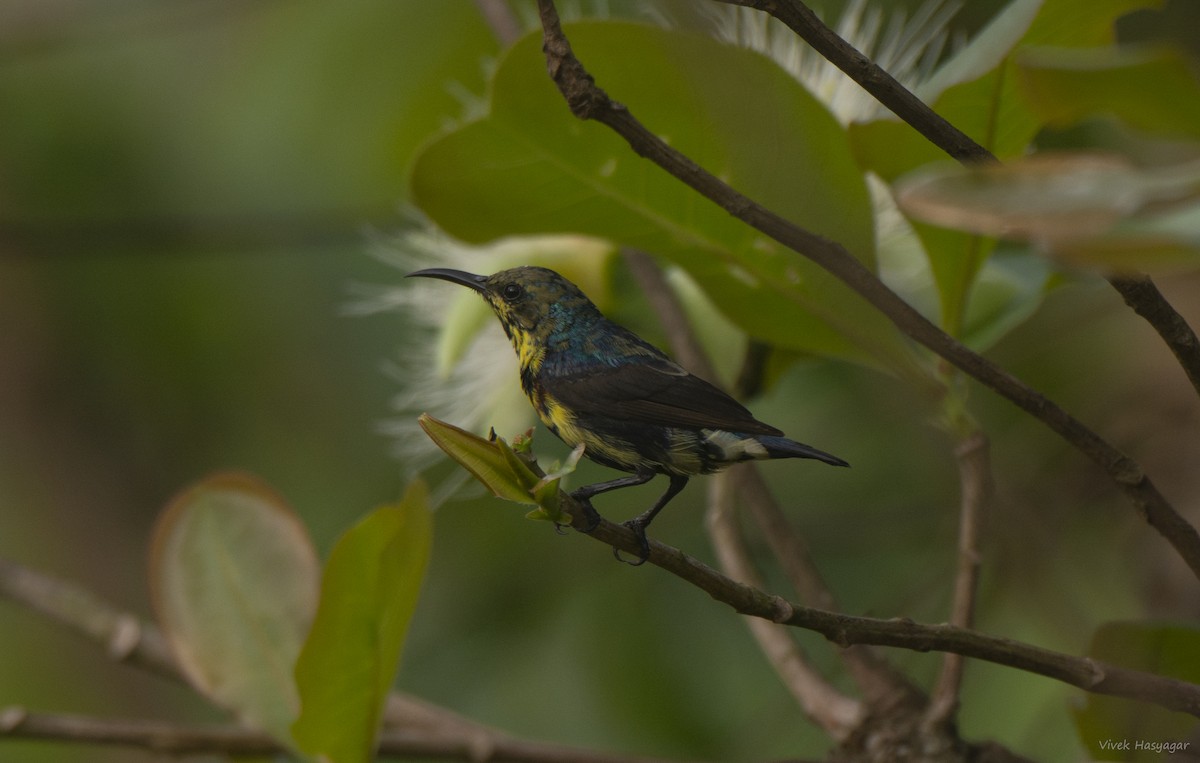 Purple Sunbird - ML324072061