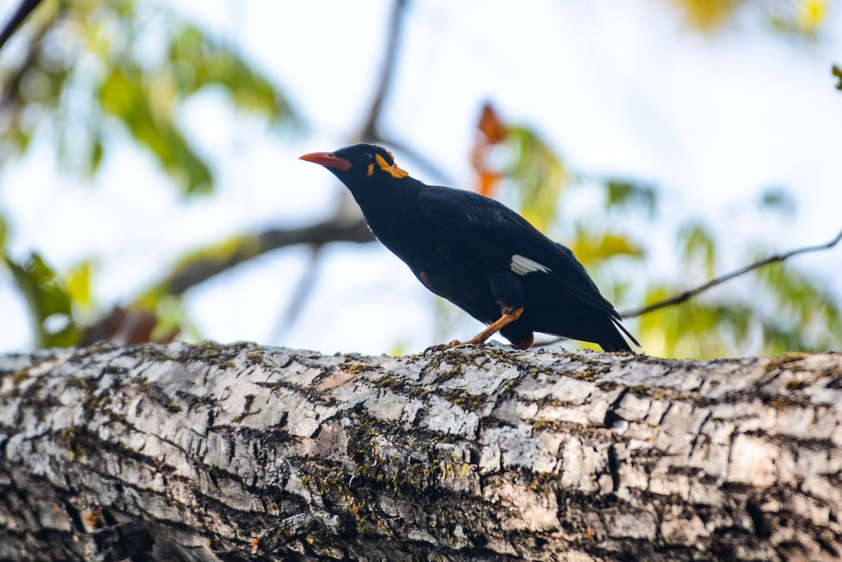 Southern Hill Myna - ML324072911