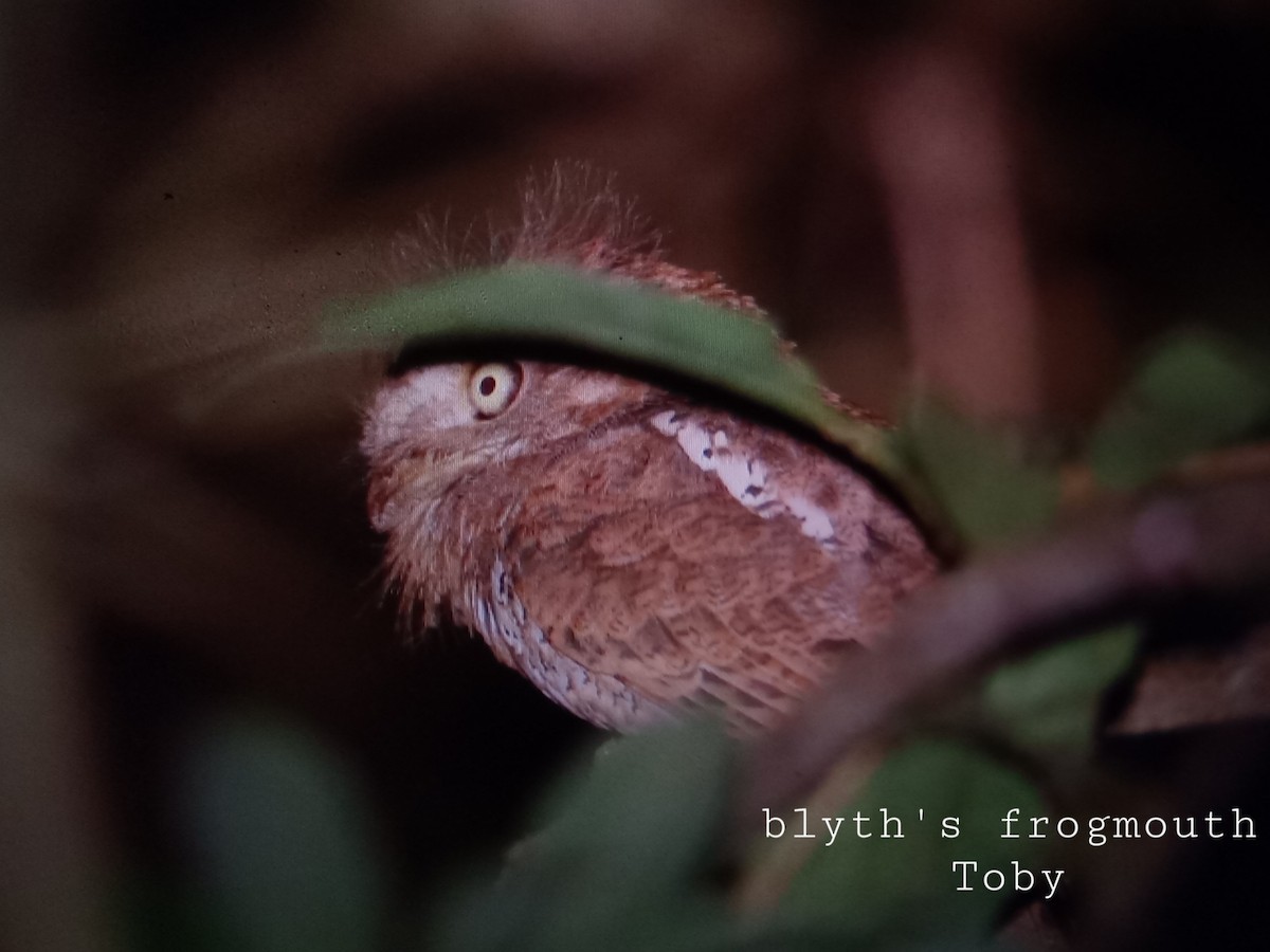 Blyth's Frogmouth (Indochinese) - ML324073311