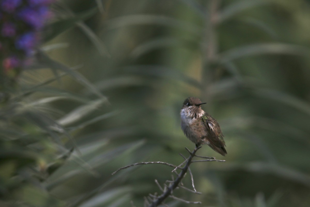 Calliope Hummingbird - Abinesh Inbarajan
