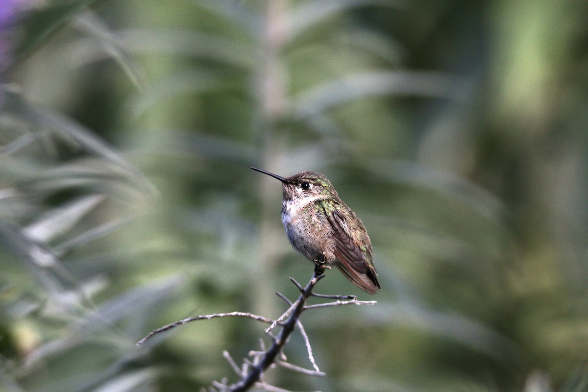Calliope Hummingbird - ML324073431