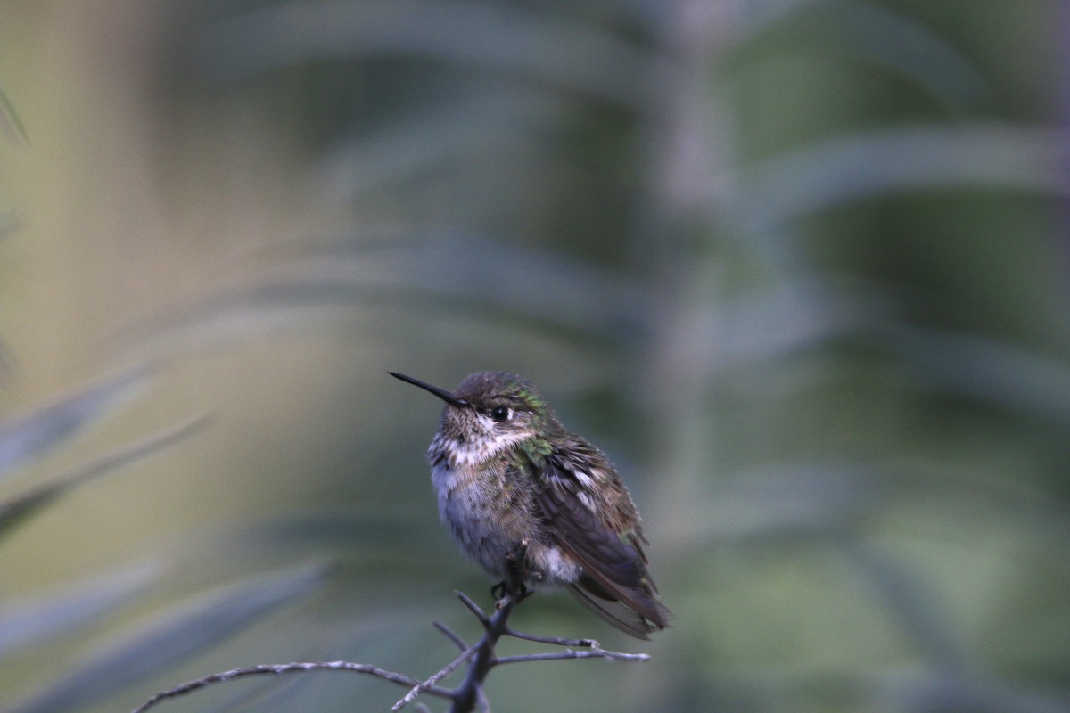 Calliope Hummingbird - ML324073451