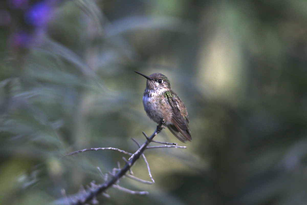 Calliope Hummingbird - ML324073461