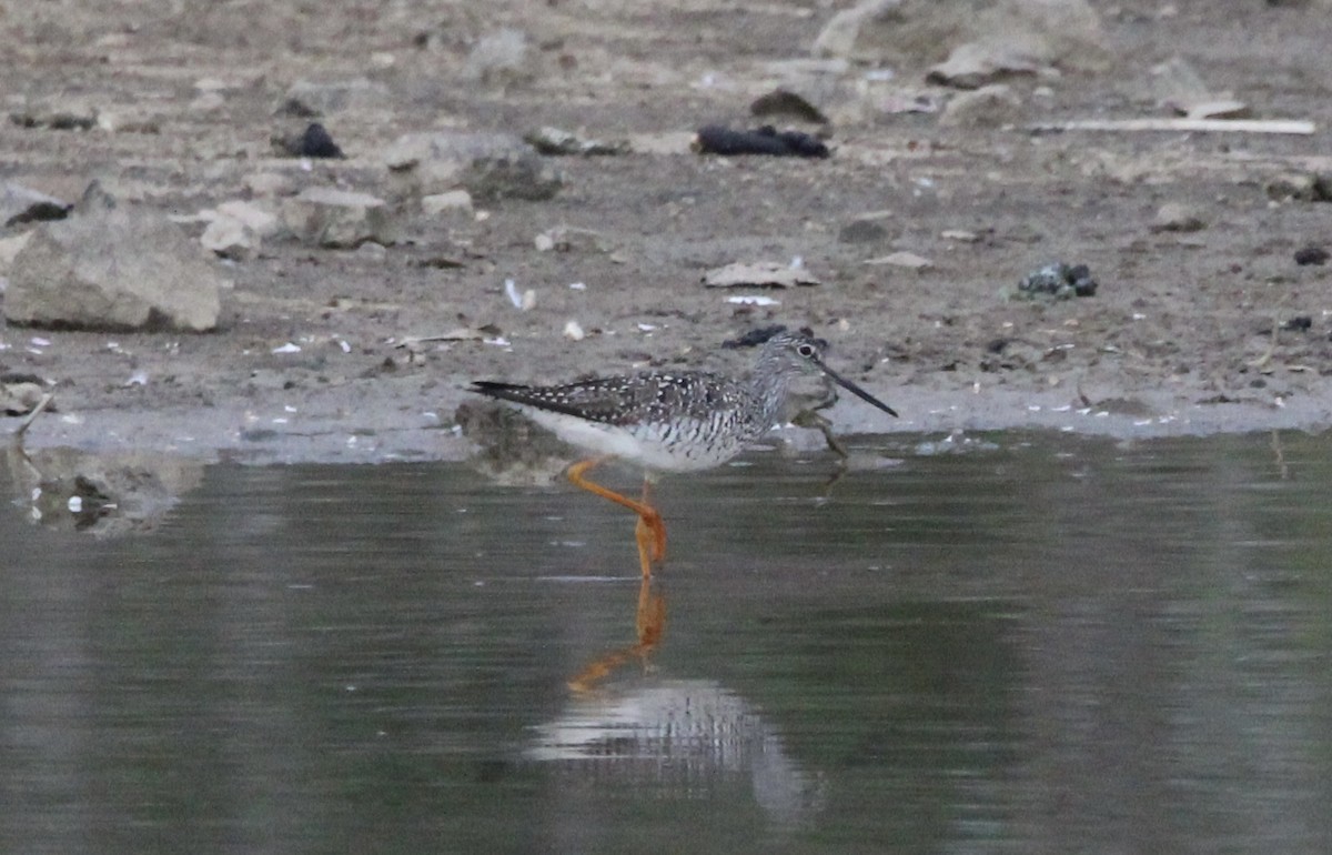 Greater Yellowlegs - Kevin Denice