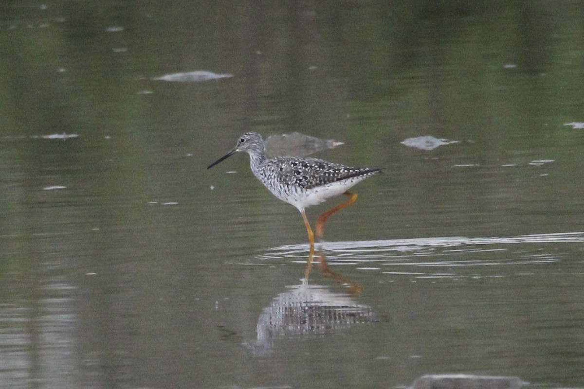 Greater Yellowlegs - Kevin Denice