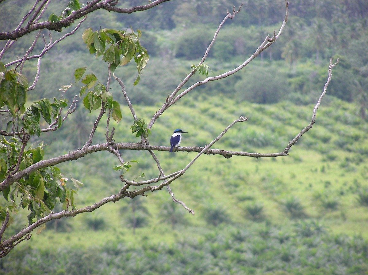 New Britain Kingfisher - ML32407721