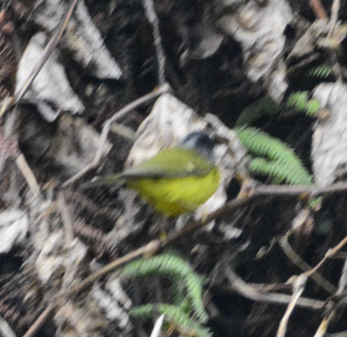 White-spectacled Warbler - ML324077431