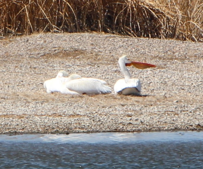 pelikán severoamerický - ML324077861