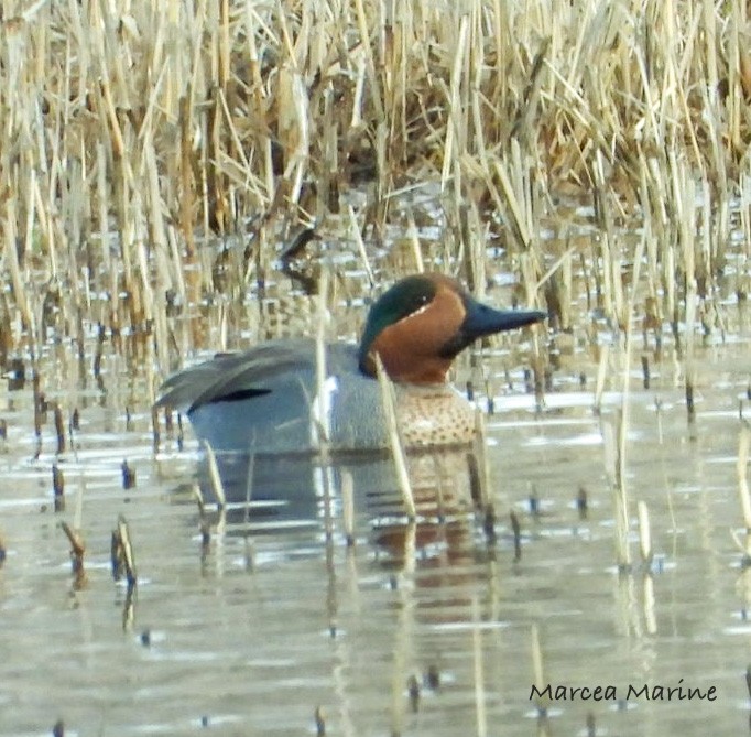 Green-winged Teal - Marcea Marine