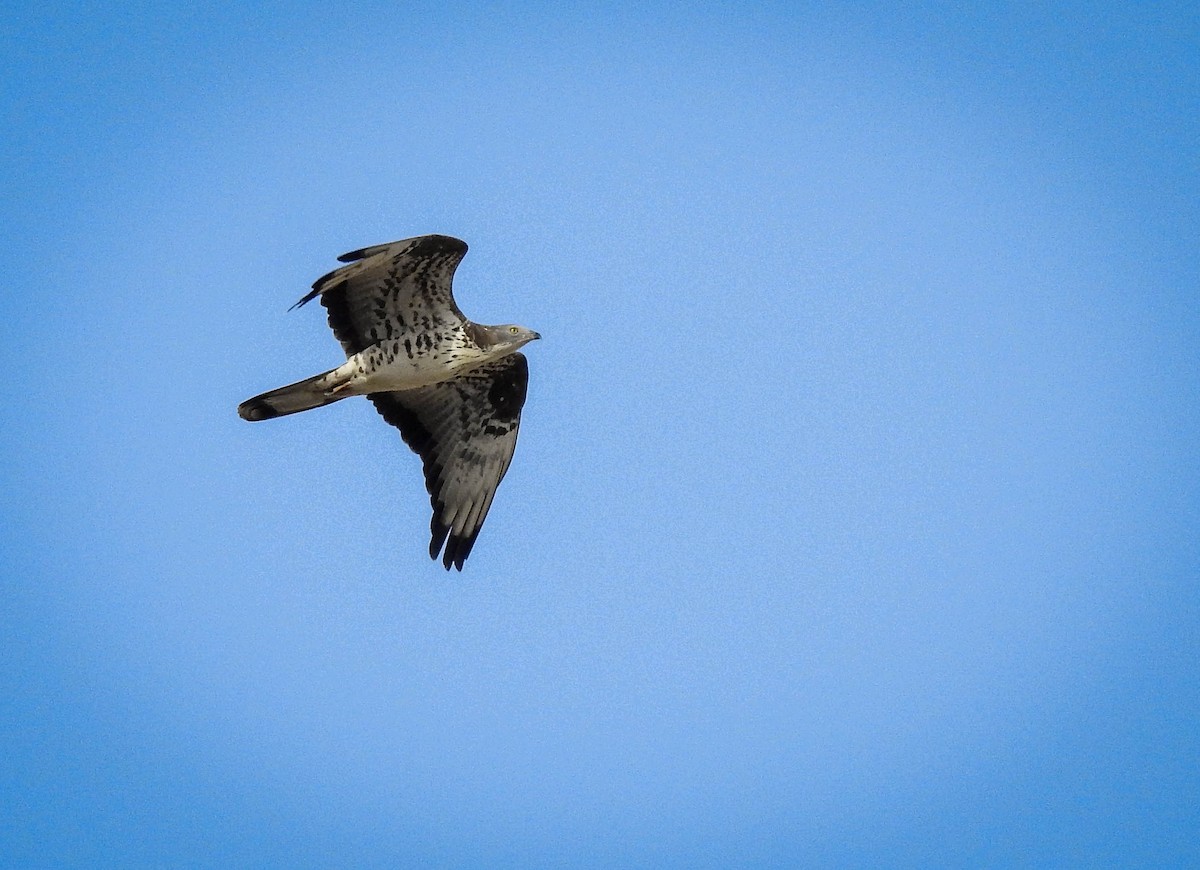 European Honey-buzzard - ML324079471