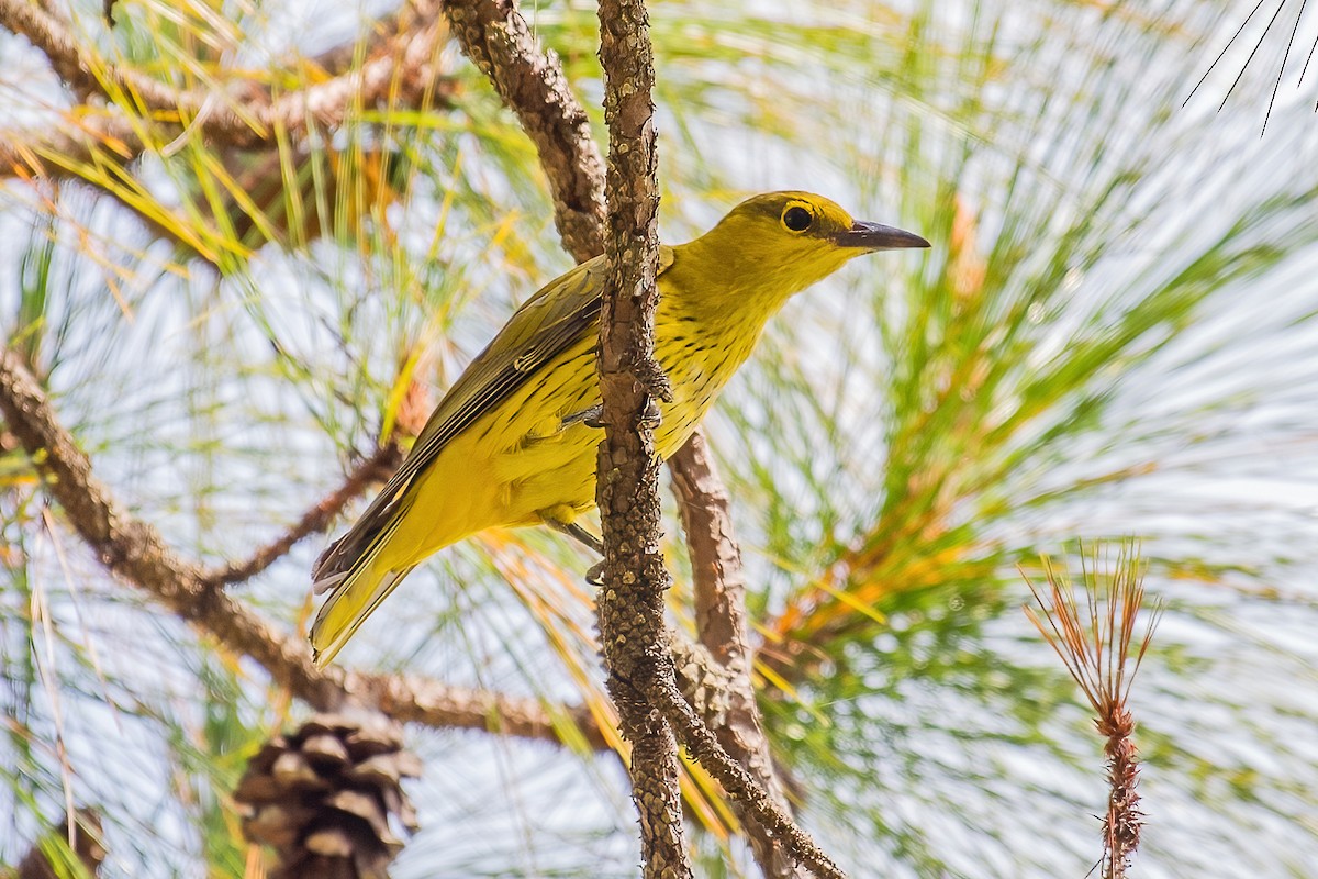 Slender-billed Oriole - Ngoc Sam Thuong Dang